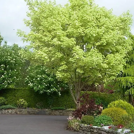 Bed & Breakfast Meadow Bank 3*